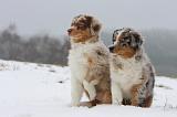 BERGER AUSTRALIEN PUPPIES 428